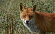 Fox (Vulpes vulpes)